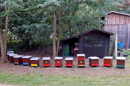 Bienenvölker im Naturparkzentrum Uhlenkolk in Mölln
