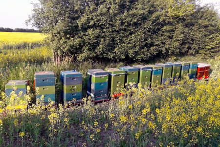 Bienen im Raps